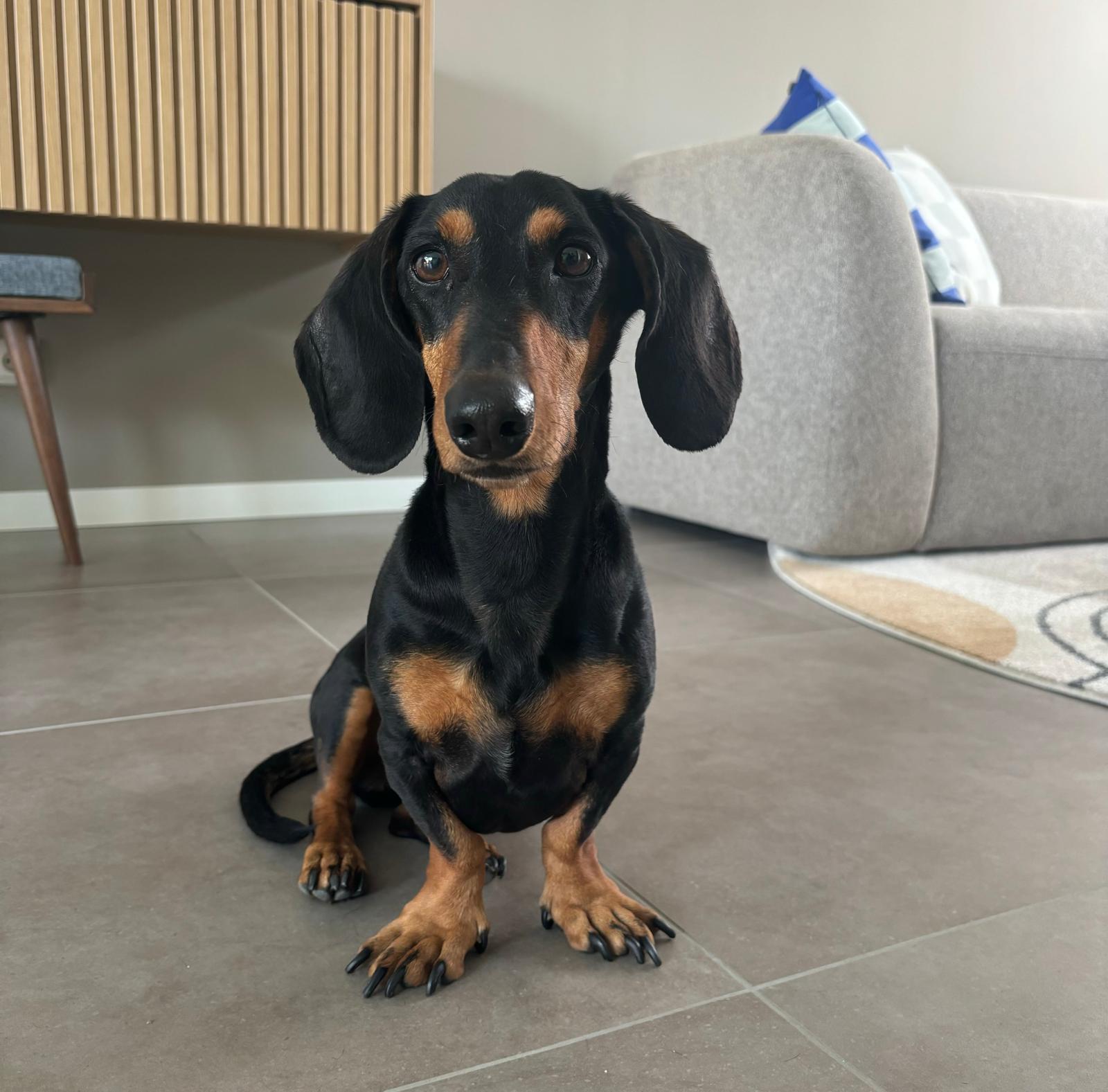 probiotica hond klachtenvrij