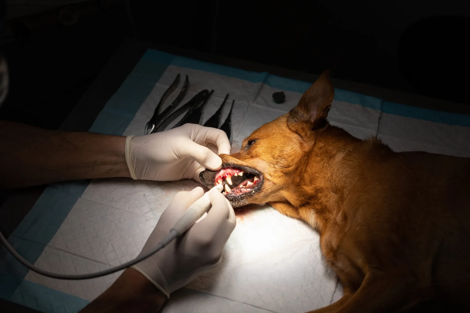 Dental Treatment Dog
