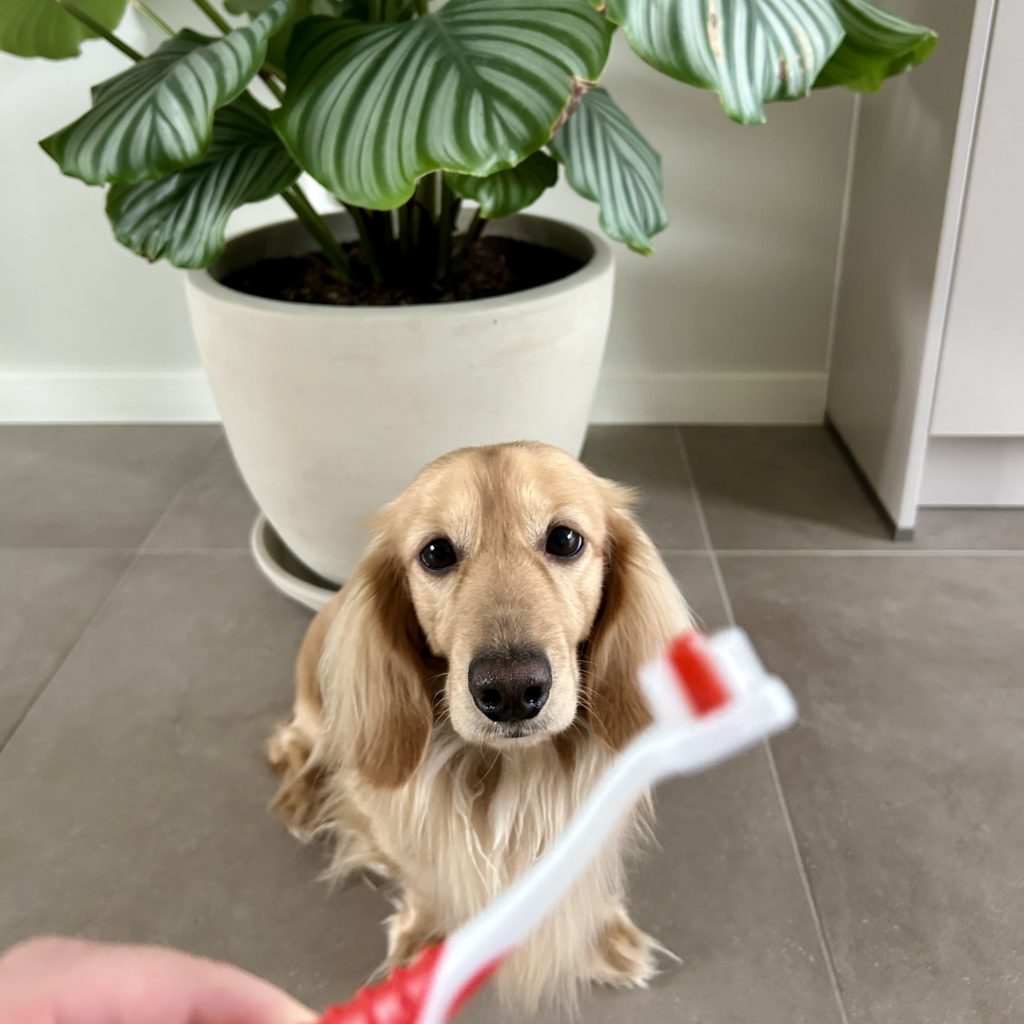 Obi toothbrush