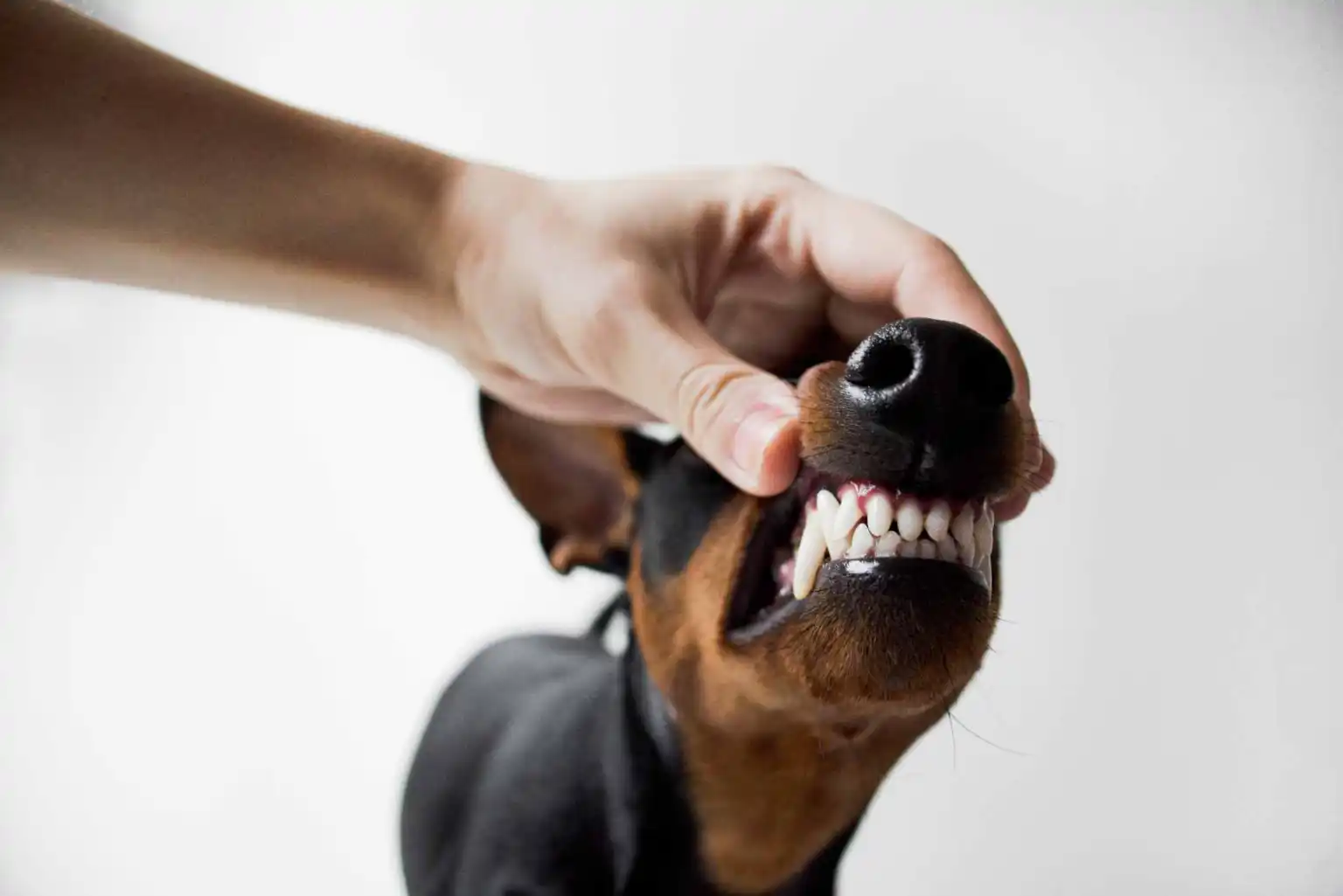 Bad Breath in Dogs