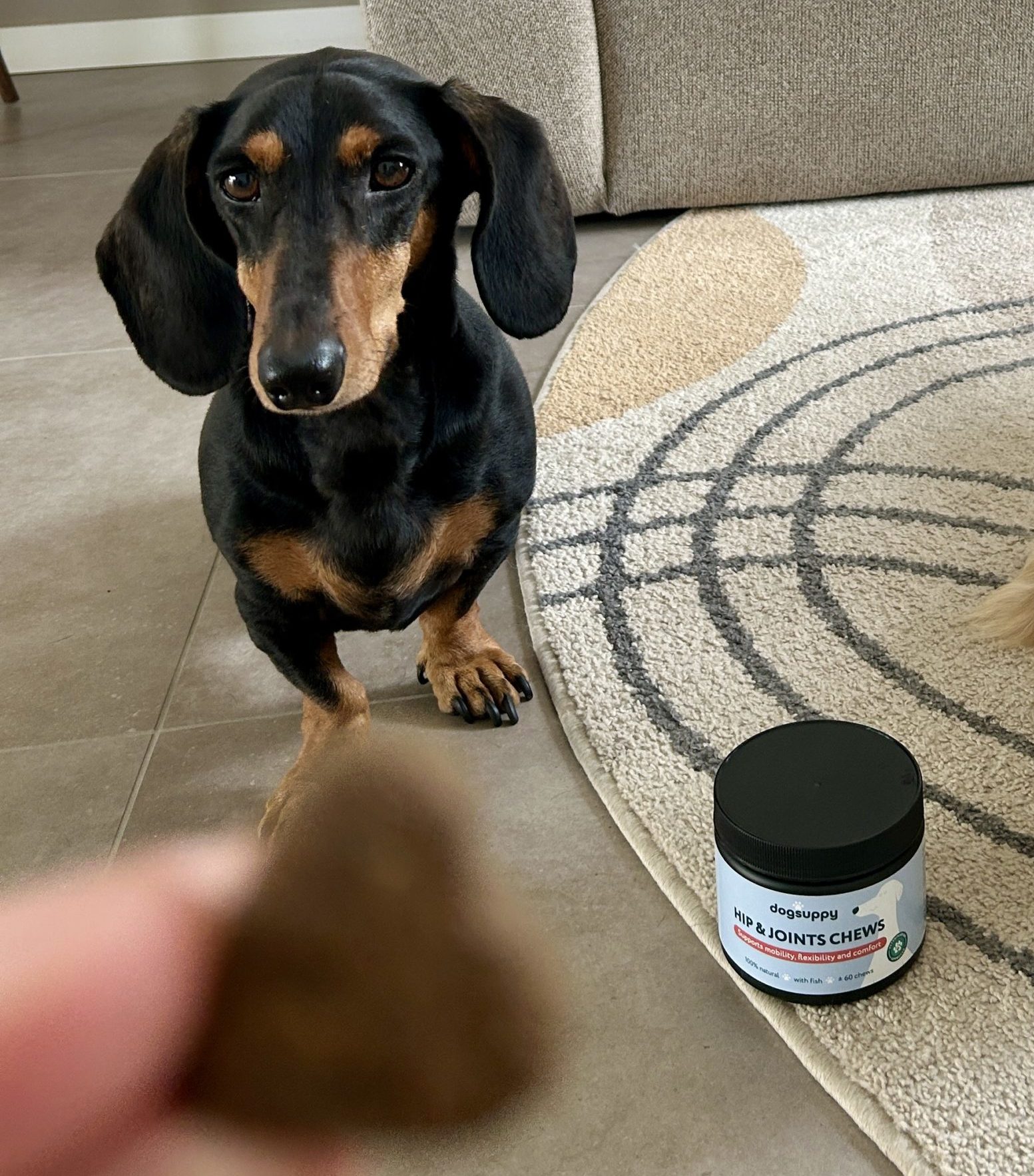 Sep with his daily DogSuppy chew – soft, a bit fishy, and easy to break in half. We love that it’s made with only natural, healthy ingredients.